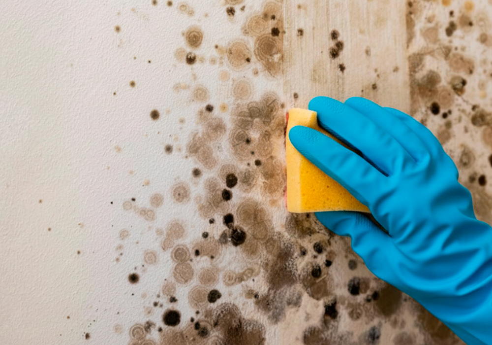 Limpieza de moho en una pared con esponja y guantes