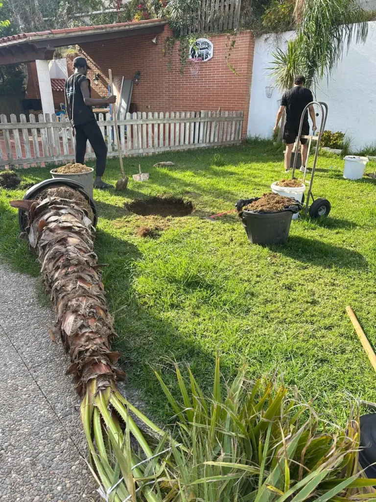 Jardineros trabajando en un jardín junto a una palmera talada